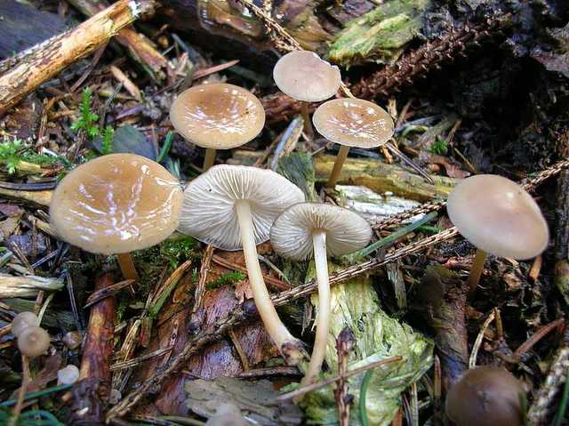 2005 :  Un anno di funghi